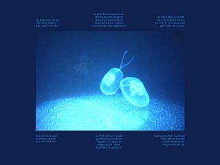 Fishermen’s - image6